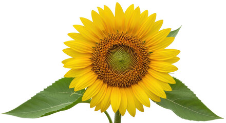 Obraz premium Isolated Sunflower