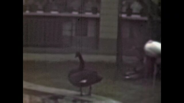  Wild birds, storks, geese, move inside an open-air zoo enclosure. Urban wildlife in aviary park, nature reserves, educational content. Vintage film. Old archive. Archival retro 1960s bird watching