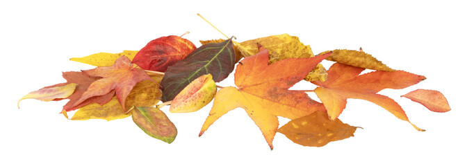 Feuilles mortes en automne de différents arbres