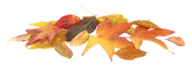 Feuilles mortes en automne de différents arbres