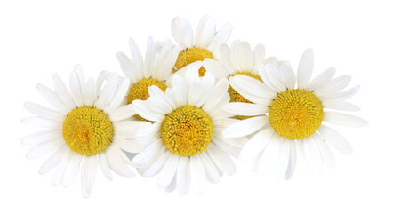 Fototapeta premium Fleurs de Marguerite commune 