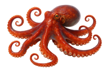 Octopus with eight arms and bulbous head