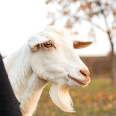 Obraz premium Close-up of a white goat's profile, showcasing its detailed features and amber eyes against a blurred autumnal backdrop.
