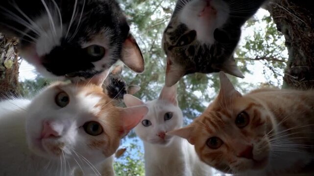 A group of curious cats gathered in a circle looking down at the camera from a low angle, a funny point of view shot representing teamwork, community and pet curiosity outdoors