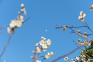 青空と白梅の枝越しに見える昼の月