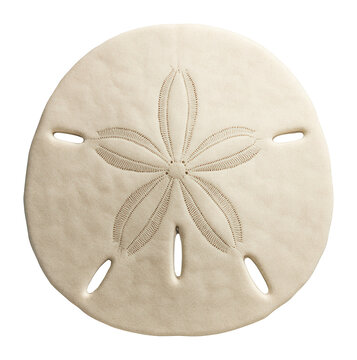 Sand dollar with flat, round body and star pattern