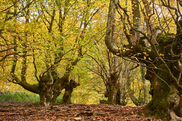 Mossy beech trees creating a golden tunnel in autumn forest