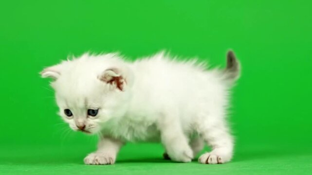 Adorable tiny kitten stumbling while walking, blinking with innocent eyes, super cute vibe, on bright green screen background.