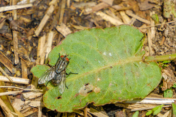 Naklejka premium 緑の葉にとまるハエのマクロ撮影