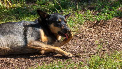 Dog Licking Paw While Resting Outdoors