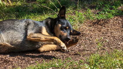 Sleepy German Shepherd dog relaxing in sunlight.