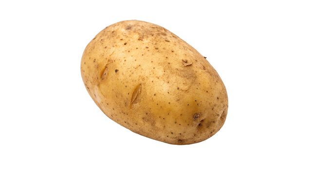 single fresh raw russet potato isolated on transparent background	
