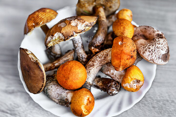 Freshly picked wild forest mushrooms (leccinum) on plate.