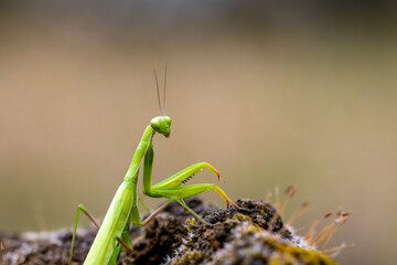 Gottesanbeterin (Mantis Religiosa)