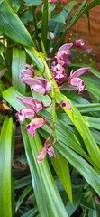 A flower bud that has just slightly bloomed of Ground orchid bright pink-red. Bletilla striata or Spathoglottis plicata Blume is species of orchid that can be grown in the ground. Underground tubers,
