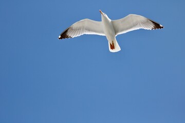 Obraz premium Möge im Flug