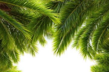 Lush palm fronds create a tropical frame against a bright white sky, showcasing vibrant greens in a natural, sunlit scene