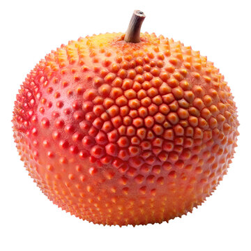 A spiky, orangered gac fruit, also known as baby jackfruit or cochinchin gourd, isolated on a transparent background, showcasing its unique texture and vibrant color