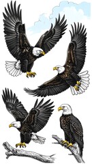 Detailed Illustrations Majestic Bald Eagles