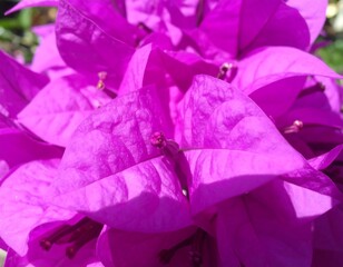 Vibrant Purple Bougainvillea Close-Up Outdoors