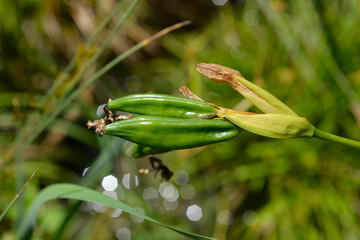 Yellow iris seed pods - Latin name - Iris pseudacorus
