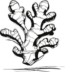 Hand-drawn ginger root line art vector, abstract doodle spice food outline, clean herbal sketch 1