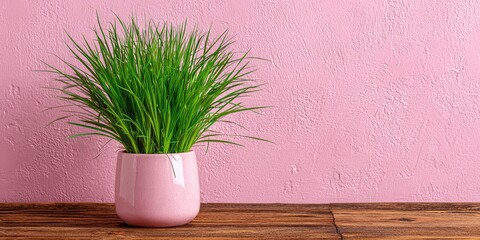 Lush green grass plant in a pink pot against a pink wall