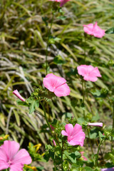 Rose mallow pink flowers - Latin name - Malva trimestris