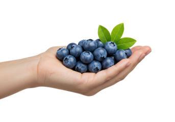 Isolated handful of fresh blueberries with green leaves on human palm—health, raw fruit
