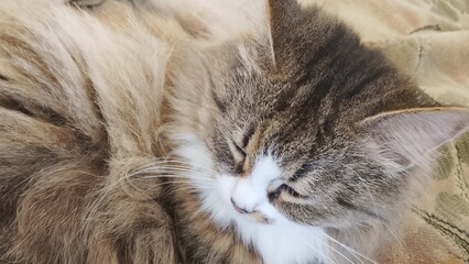 portrait of a gray cat