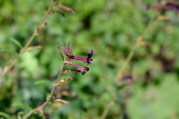 Bat faced cuphea purple flowers - Latin name - Cuphea lanceolata Purple Passion