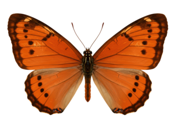 Isolated butterfly specimen, orange wings with black spots, beautiful exotic tropical insect