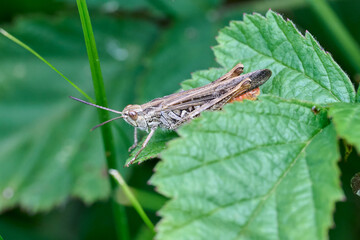 close-up of a brown grasshopper on a green leaf