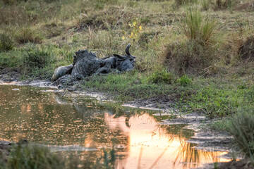 The carcass of a wildebeest is partially submerged in the Mara river, Masai Mara, at sunrise. Every year animals perish when attempting to make the dangerous river crossings during the Great Migration