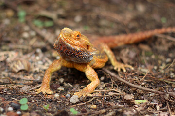Bearded dragon lizard on Natural Habitat ,Close up image of Inland Bearded Dragon (Pogona vitticeps), Australian Bearded Dragon 