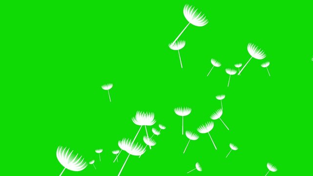 Flying dendelions on greenscreen.