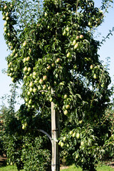 Birnenbäume Pyrus im Alten Land bei Hamburg