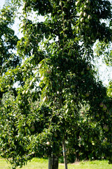 Birnenbäume Pyrus im Alten Land bei Hamburg