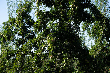 Birnenbäume Pyrus im Alten Land bei Hamburg