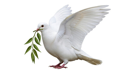 Isolated Dove with Olive Branch