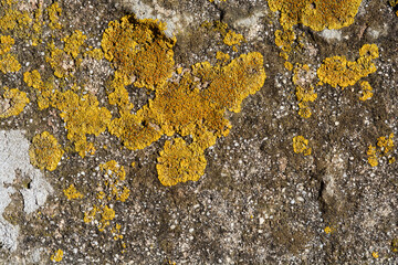 A close-up of a weathered concrete surface covered with patches of vibrant yellow and green lichen