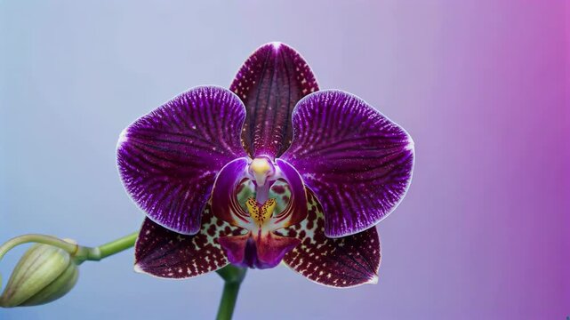 Purple butterfly rand write purple orchid close up bloom