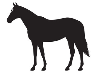 Obraz premium THOROUGHBRED HORSE SILHOUETTE
