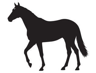 Fototapeta premium THOROUGHBRED HORSE SILHOUETTE