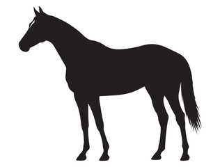 Fototapeta premium THOROUGHBRED HORSE SILHOUETTE