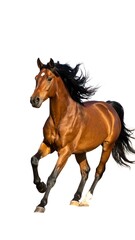 Obraz premium Chestnut horse in motion