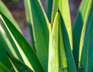 Obraz premium Sunlit Succulent Leaves, Close-up, Outdoors