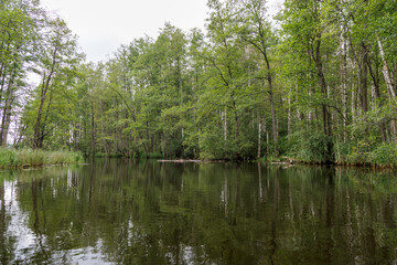  Lush Green Forest Reflecting in Water