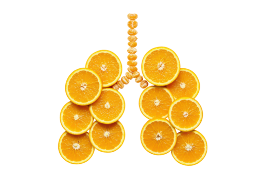 Isolated conceptual medical metaphor using oranges as human lungs with trachea shape