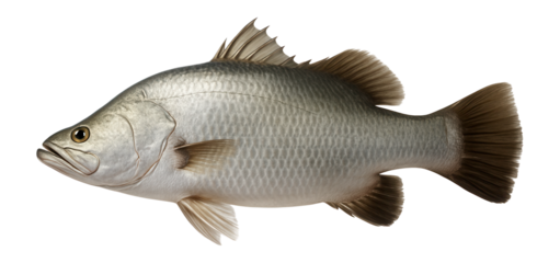 Raw barramundi, whole